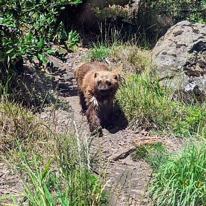 Wolwerine - July 8th 2023