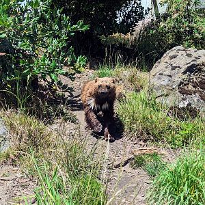 Wolwerine - July 8th 2023