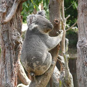 Koala - July 8th 2023