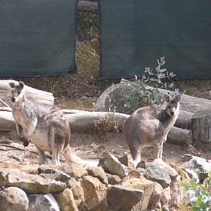 Comme Wallaroo - 8th 2023