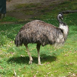 Emu - June 8th 2023