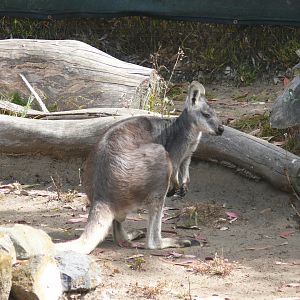 Common Wallaroo - July 8th 2023