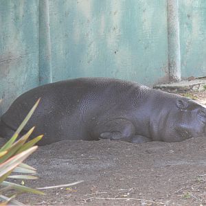 Pygmy Hippo - July 8th 2023