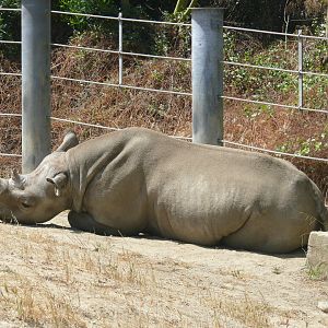 Eastern Black Rhino - July 8th 2023