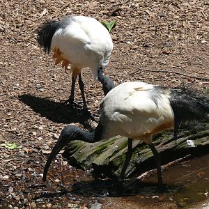 African Sacred Ibis - July 8th 2023