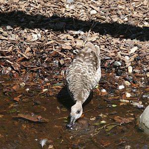 Marbled Teal - July 8th 2023