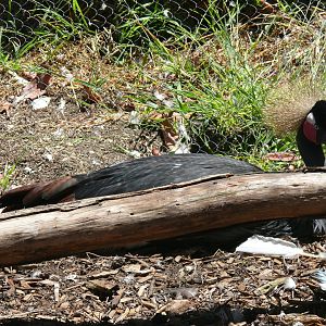 West African Black Crowned-crane  - July 8th 2023