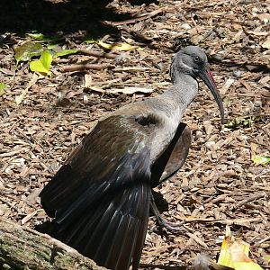 Hadada Ibis - July 8th 2023