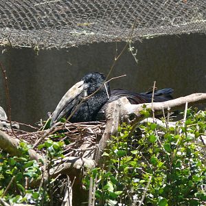 African Openbill - July 8th 2023