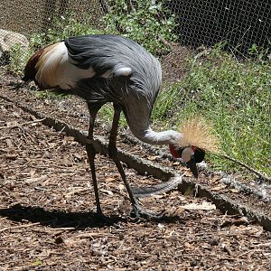 East African Crowned-crane - July 8th 2023