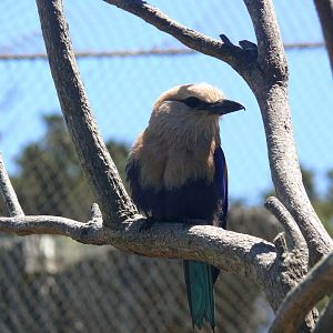Blue-bellied Roller - July 8th 2023