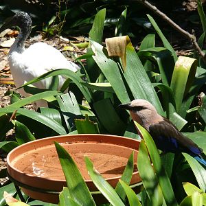 Sacred Ibis and Roller - July 8th 2023