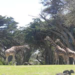 Reticulated Giraffe - July 8th 2023