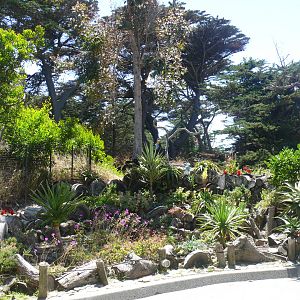 African Fymbos Garden - July 8th 2023