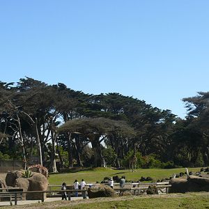 African Savanna - July 8th