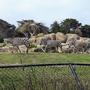 Grant's Zebra - July 8th 2023