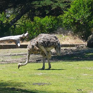 Ostrich - July 8th 2023