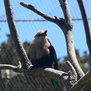 Blue-bellied Roller - July 8th 2023