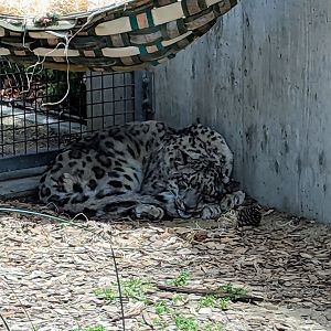 Snow Leopard - July 8th 2023