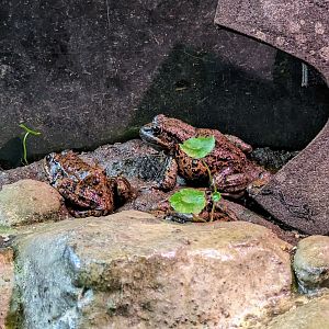 California Red-legged Frog - July 8th 2023