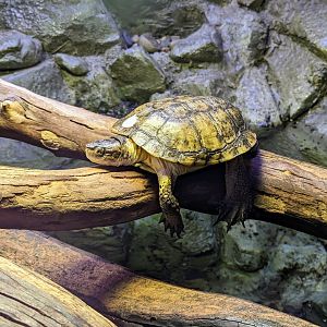 Western Pond Turtle - July 8th 2023