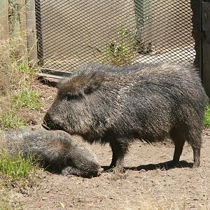 Chacoan Pecarry - July 8th 2023