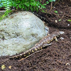 California Tiger Salamander - July 8th 2023