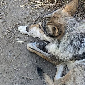 Mexican Wolf - July 8th 2023