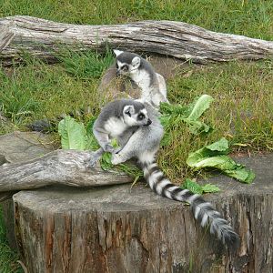Ringtail Lemur - July 8th 2023
