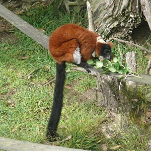 Red Ruffed-lemur - July 8th 2023