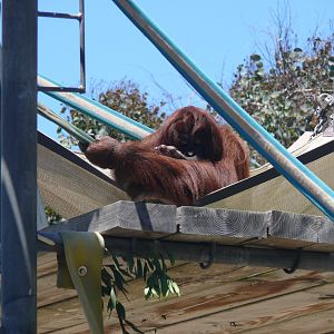 Bornean Orangutan - July 8th 2023