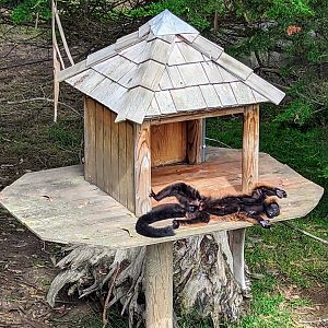 Lazy Lemur - July 8th 2023