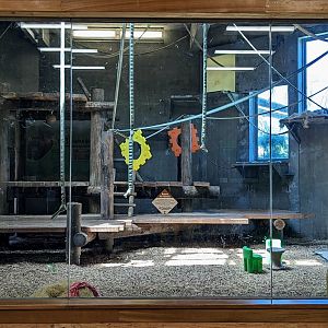 Indoor Chimp Exhibit - July 8th 2023