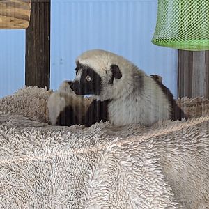 Coquerel's Sifaka - bad quality - July 8th 2023