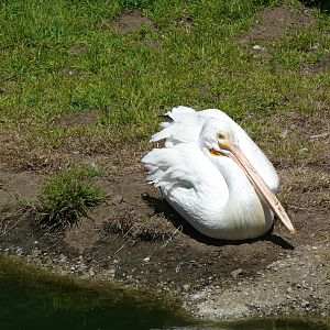 American White Pelican - July 8th 2023