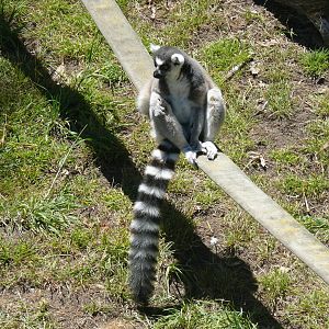 Ringtail Lemur - July 8th 2023