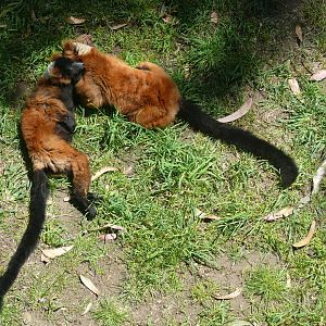 Red Ruffed Lemur affection - July 8th 2023