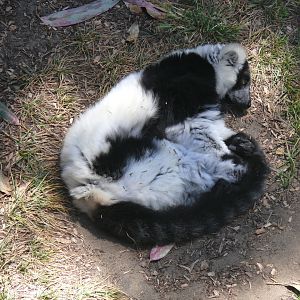 Black-and-white Ruffed Lemur - July 8th 2023