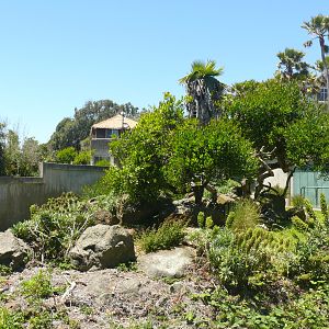 Mandrill Habitat - July 8th 2023