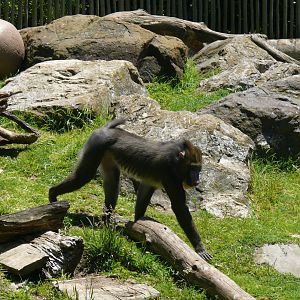 Mandrill - July 8th 2023