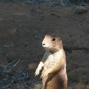 Black-tailed Prairie-dog - July 8th 2023
