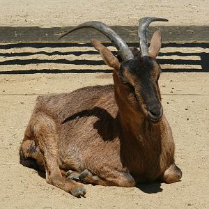 Domestic Goat - July 8th 2023