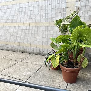 Treetop Trail - Former Tamandua Exhibit