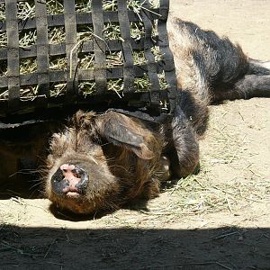 Kune-kune - July 8th 2023