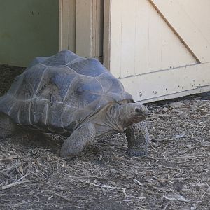 Aldabra Tortoise - July 8th 2023