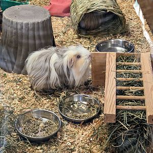 Domestic Guineapig - July 8th 2023