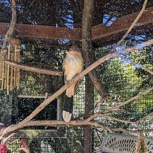 Guira Cuckoo - July 8th 2023