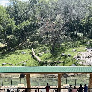 Amur Tiger Exhibit from the Treetop Trail
