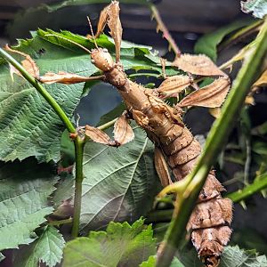 Spiny Stick-insect - July 8th 2023