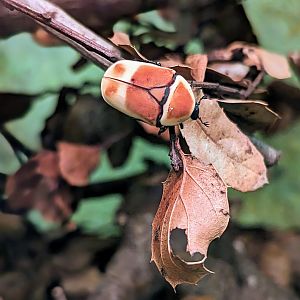 Sun Beetle - July 8th 2023